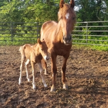 horses3