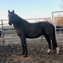horse